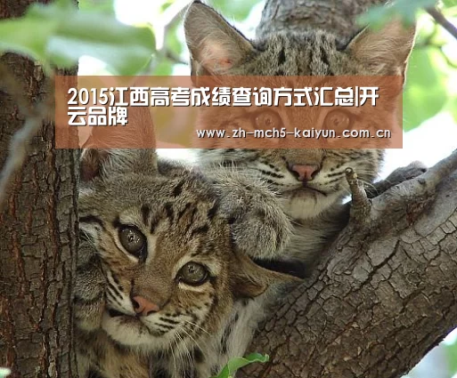 开云中国官网